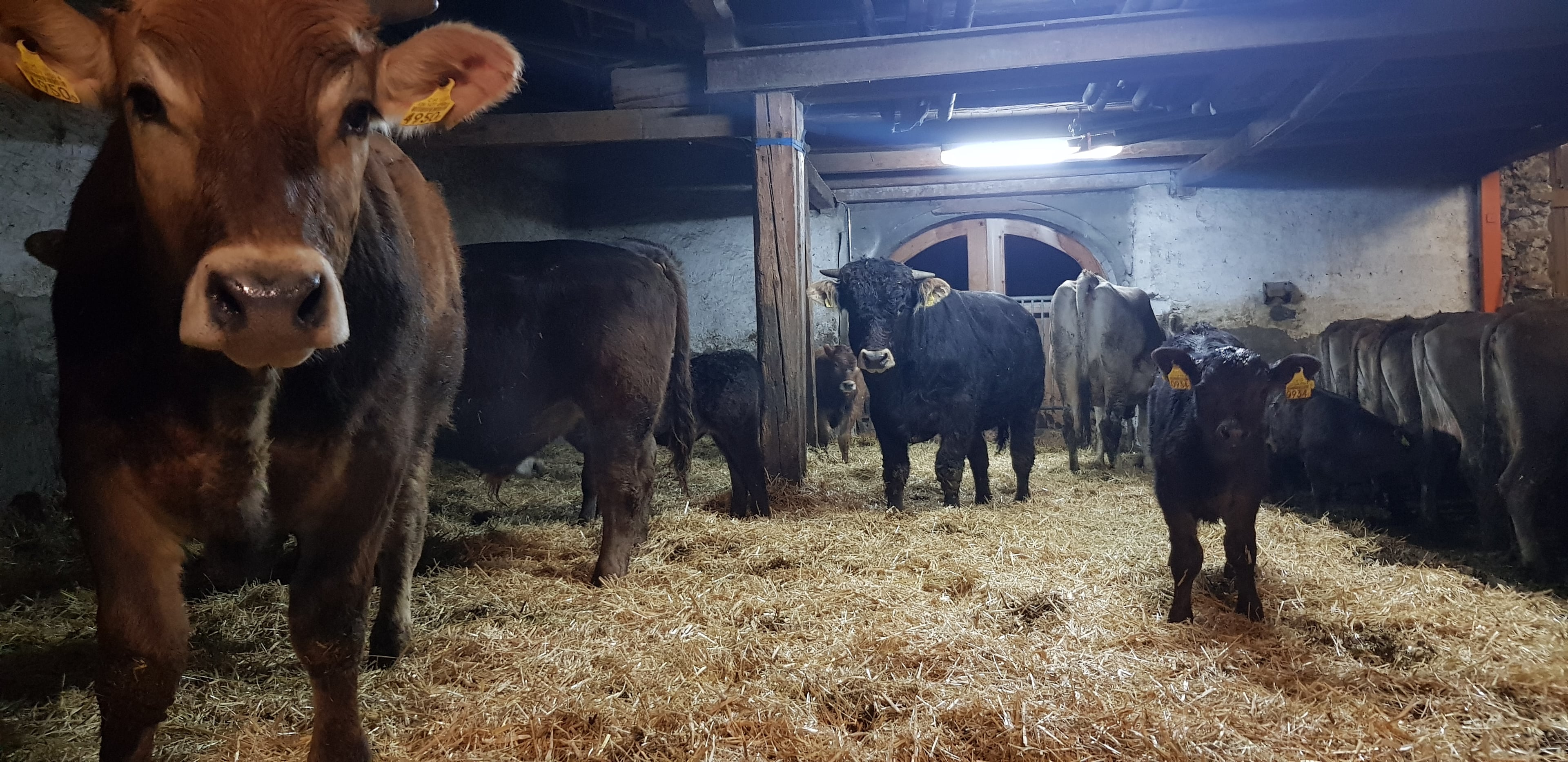 Kühe im Stall