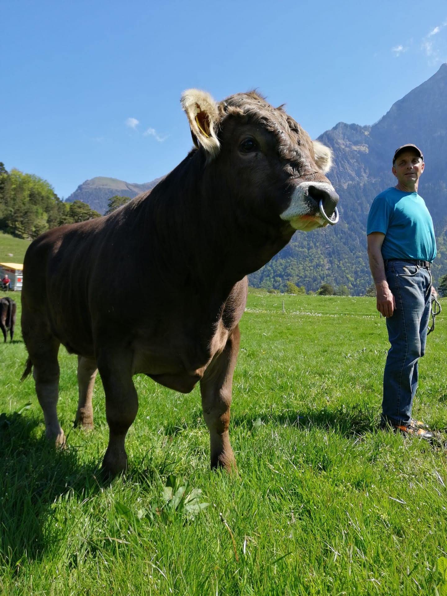 Josef Gabathuler mit einer Kuh