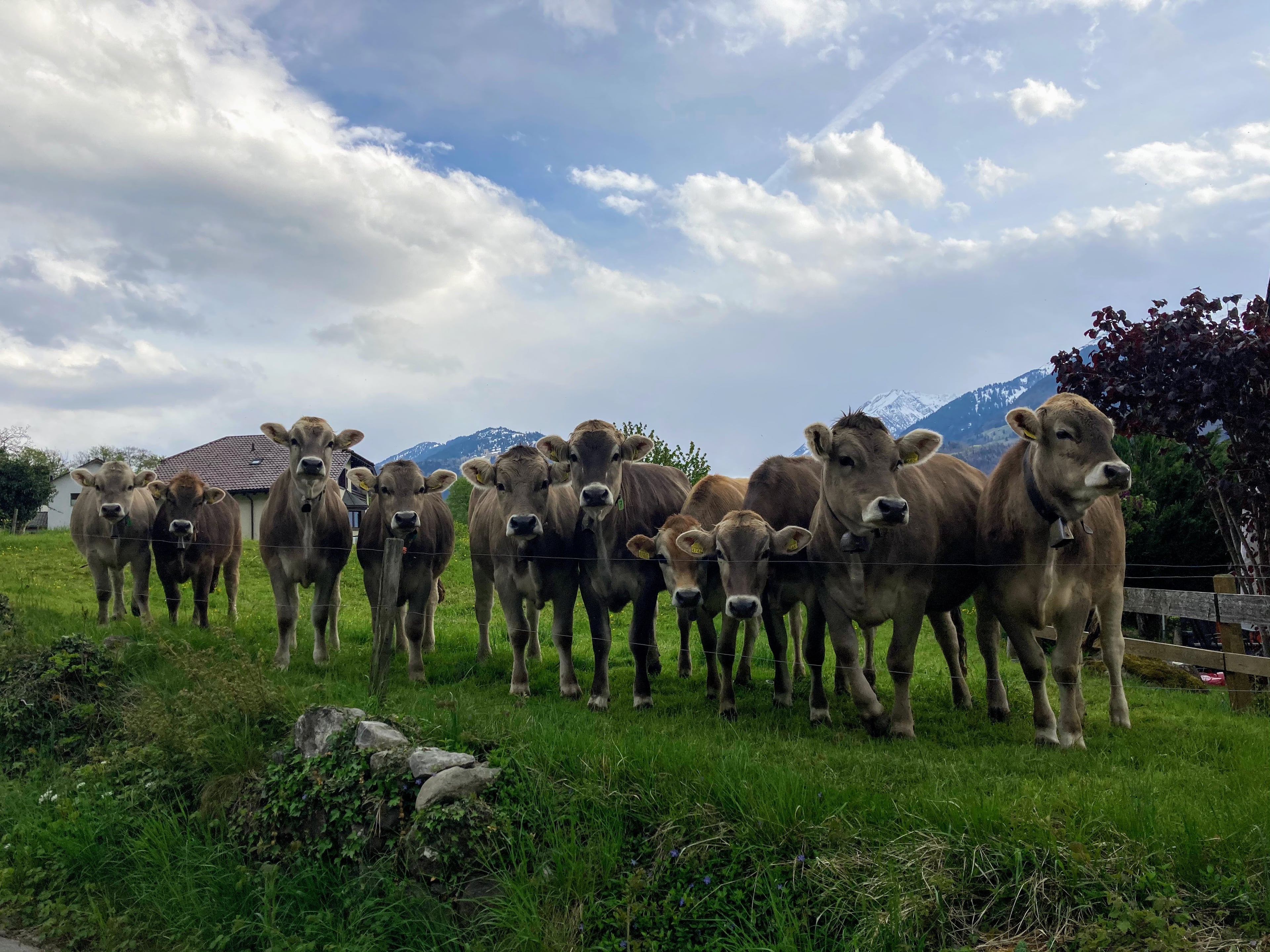 Unsere Kuhherde auf der Weide