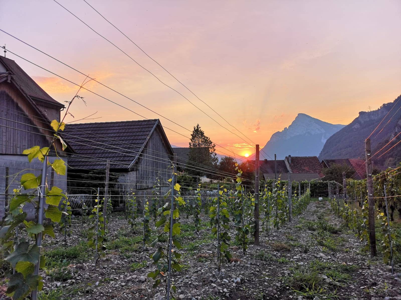 Rebberge in der Bündner Herrschaft